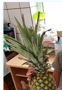 ..Alexandra ... the first time I have a pineapple